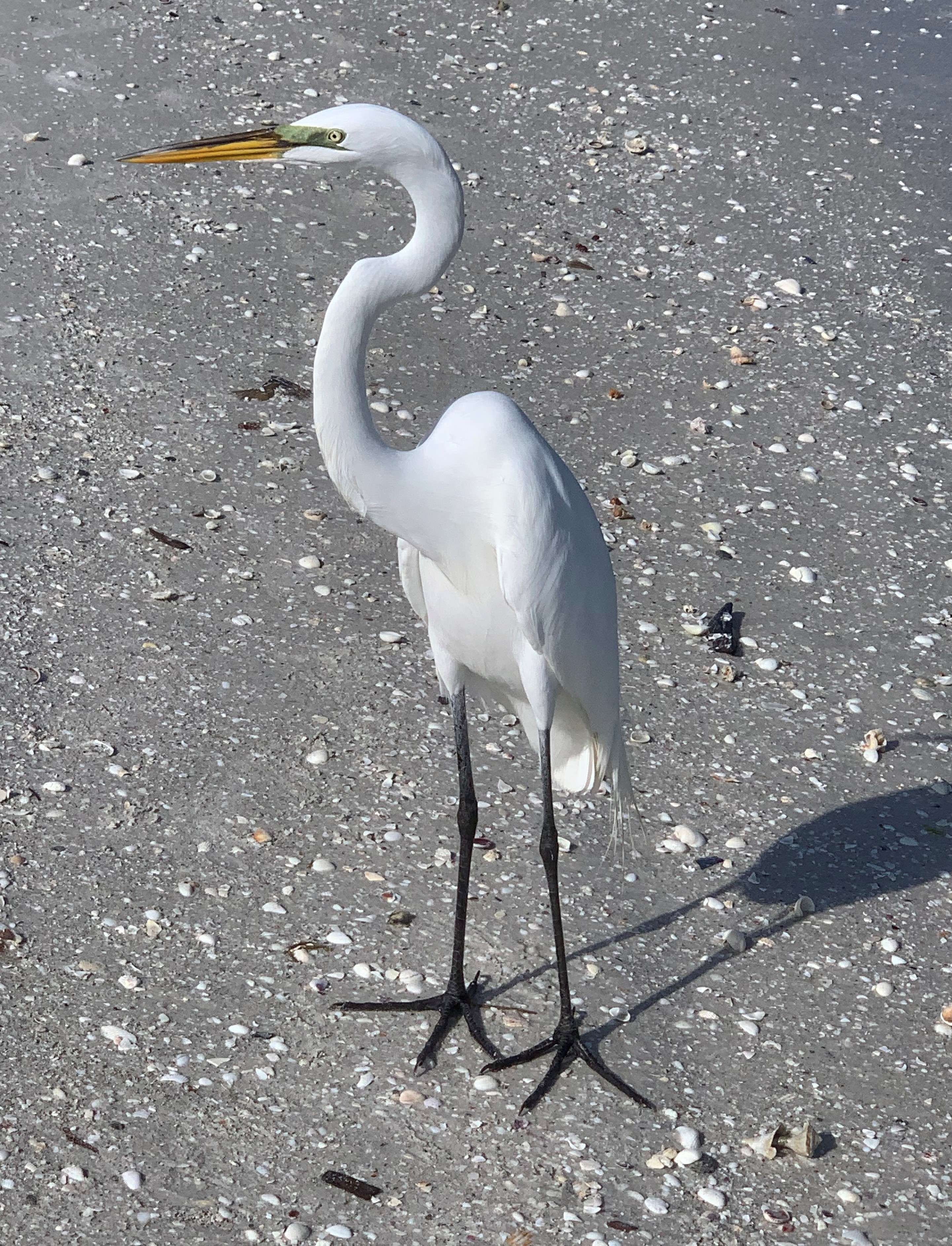 Great Egret